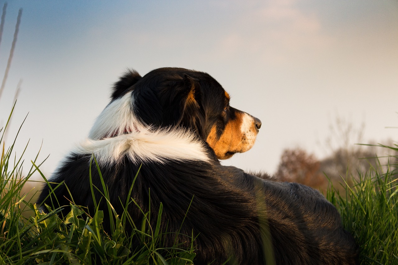 Tips for Training Your Dog to Be a Comfort Animal